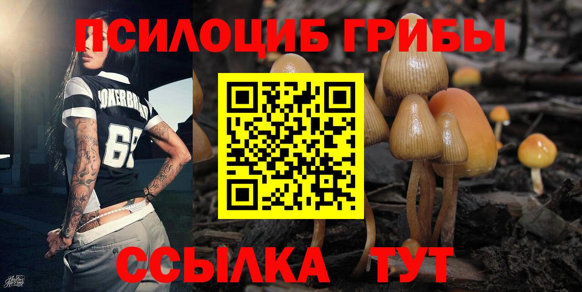 Борзя  Псилоцибиновые грибы Psilocybine cubensis  Вход с VPN 